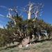 Great Basin Bristlecone Pine - Photo (c) Jim Morefield, some rights reserved (CC BY), uploaded by Jim Morefield