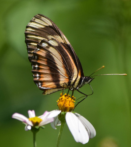 Longwing Crescent