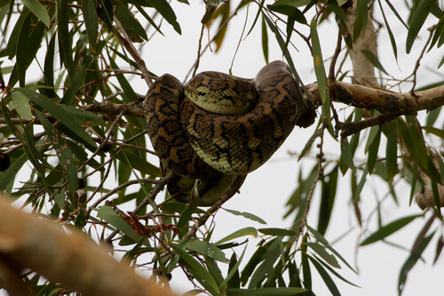 Coastal Carpet Python sighting