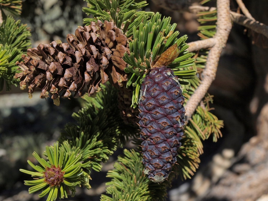 foxtail and bristlecone pines