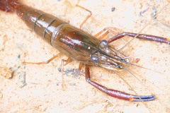 Macrobrachium vollenhovenii