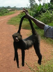 Cercopithecus nictitans