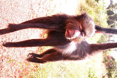 Cercopithecus nictitans