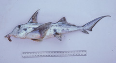 Callorhinchus milii