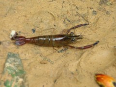 Macrobrachium vollenhovenii