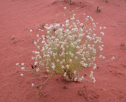 leafless mulla mulla (Ptilotus aphyllus)