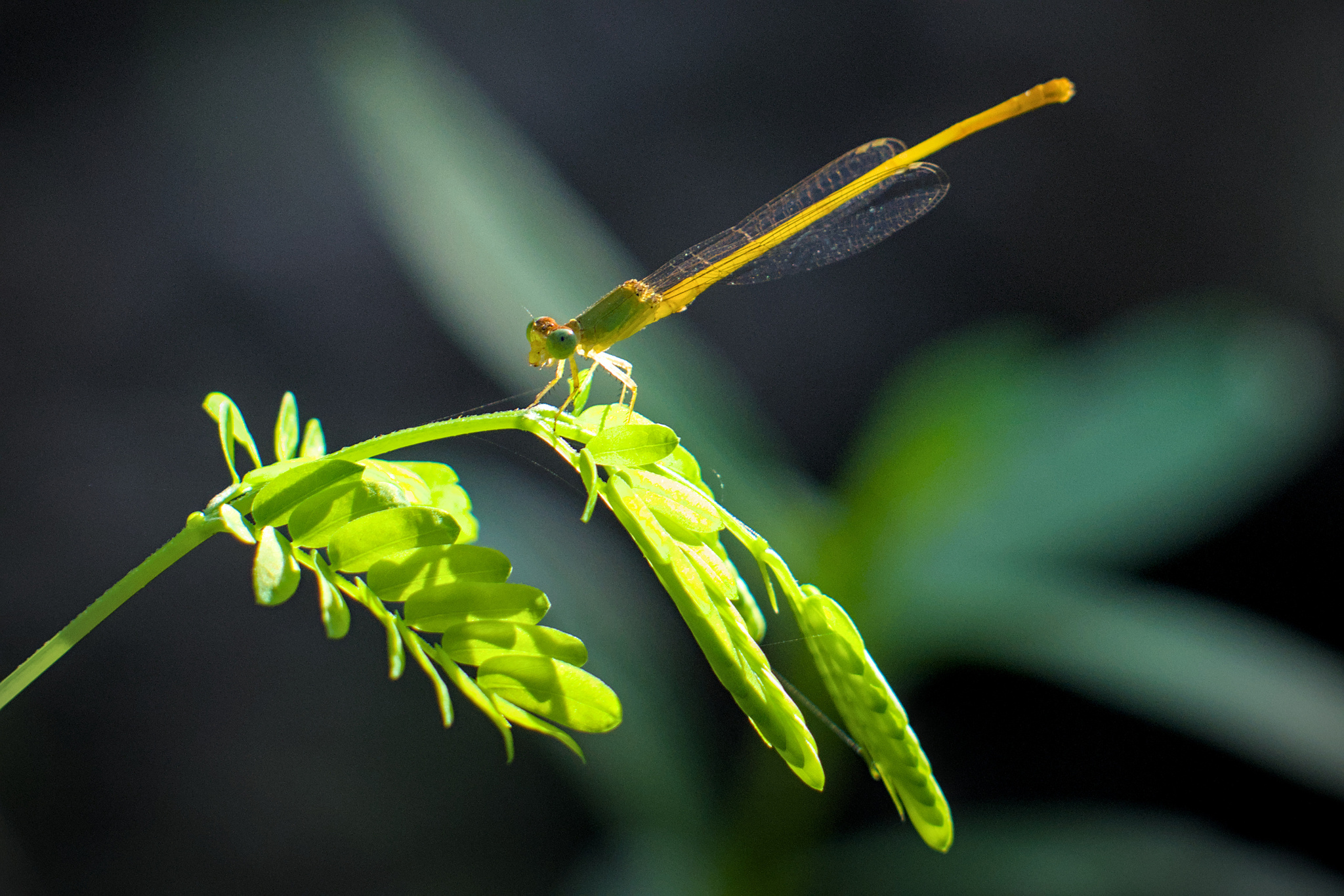 Coromandel Marsh Dart