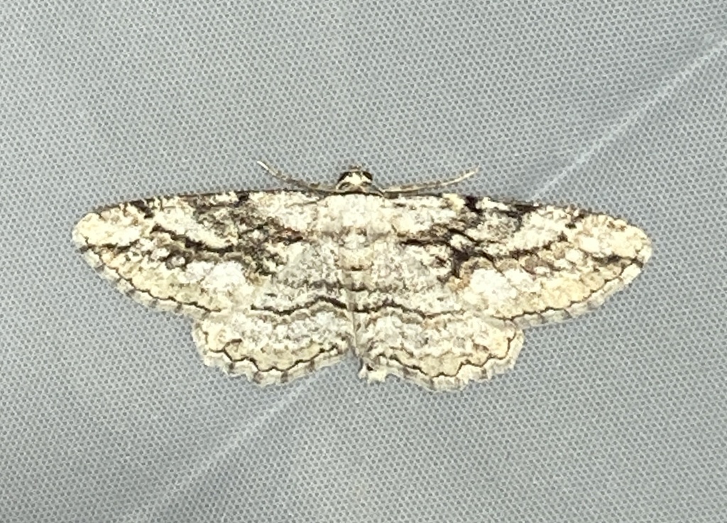 Pterotaea albescens