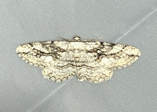 Pterotaea albescens