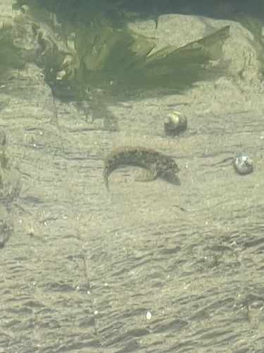 Lipophrys pholis