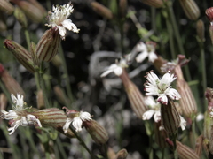 Silene bernardina