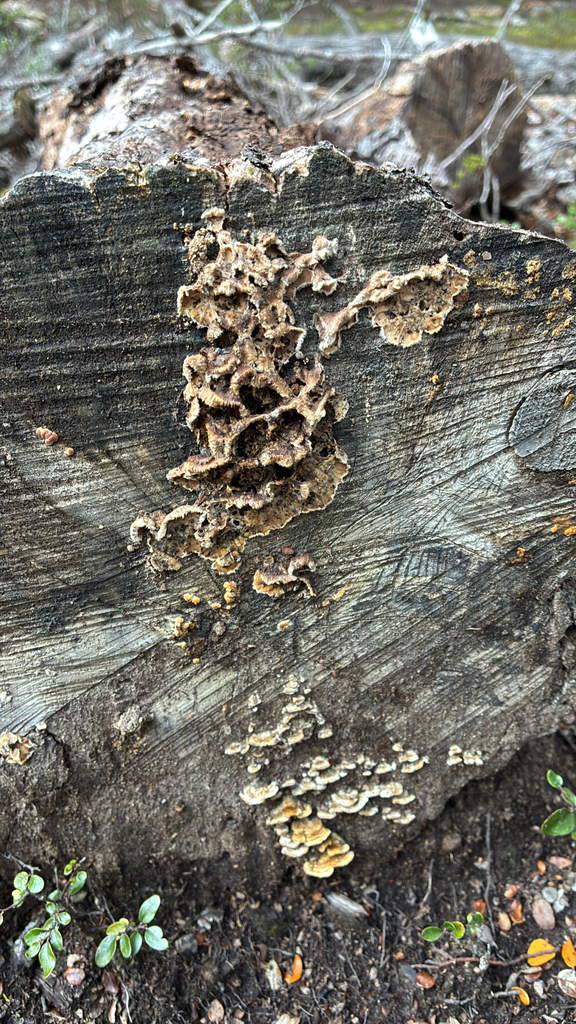Stereum hirsutum · June 2025 · photo: © jennysaito (iNaturalist, cc-by)