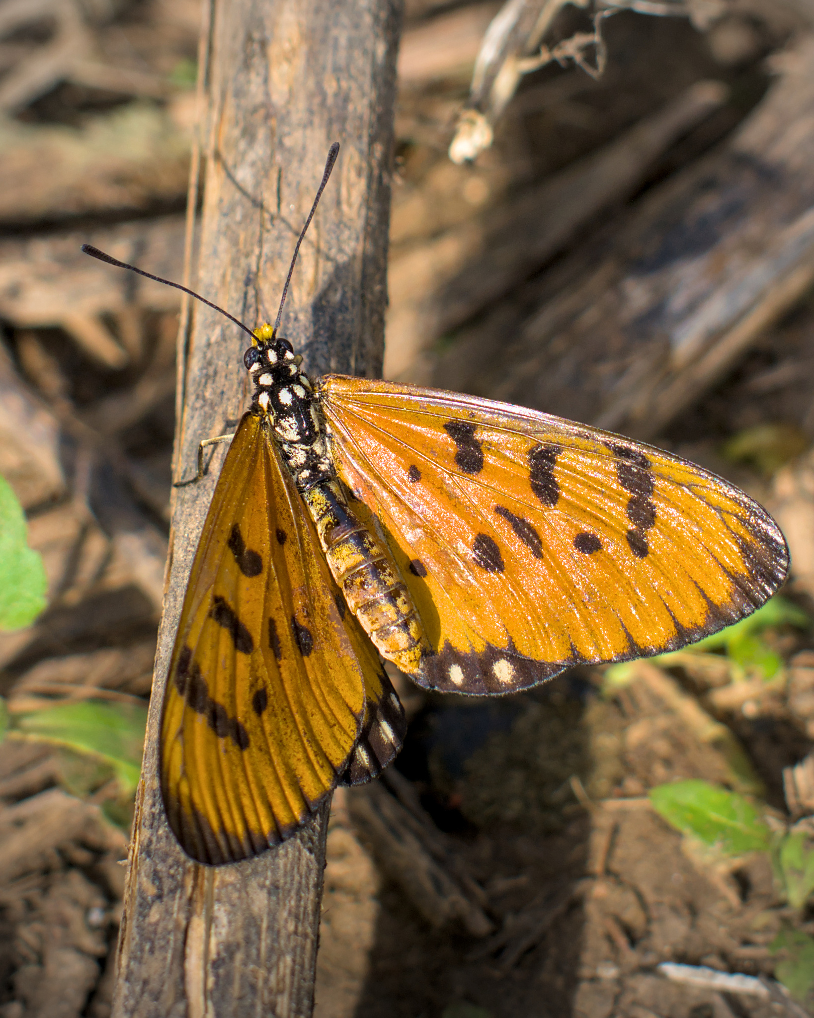 Tawny Coster