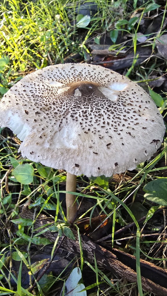 Macrolepiota clelandii · May 2025 · photo: © xanthosia (iNaturalist, cc-by)