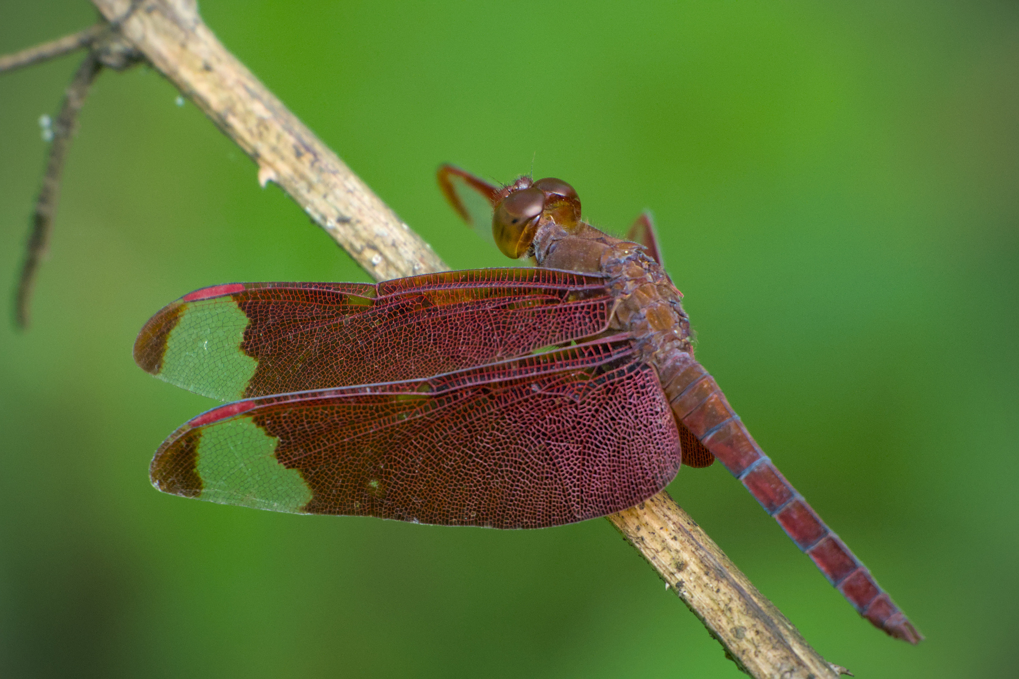 Fulvous Forest Skimmer