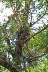 Tillandsia fasciculata