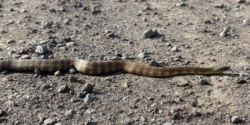 Tiger Snake sighting