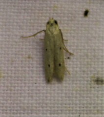 Numata bipunctella