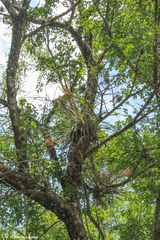 Tillandsia fasciculata