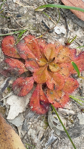 Drosera praefolia
