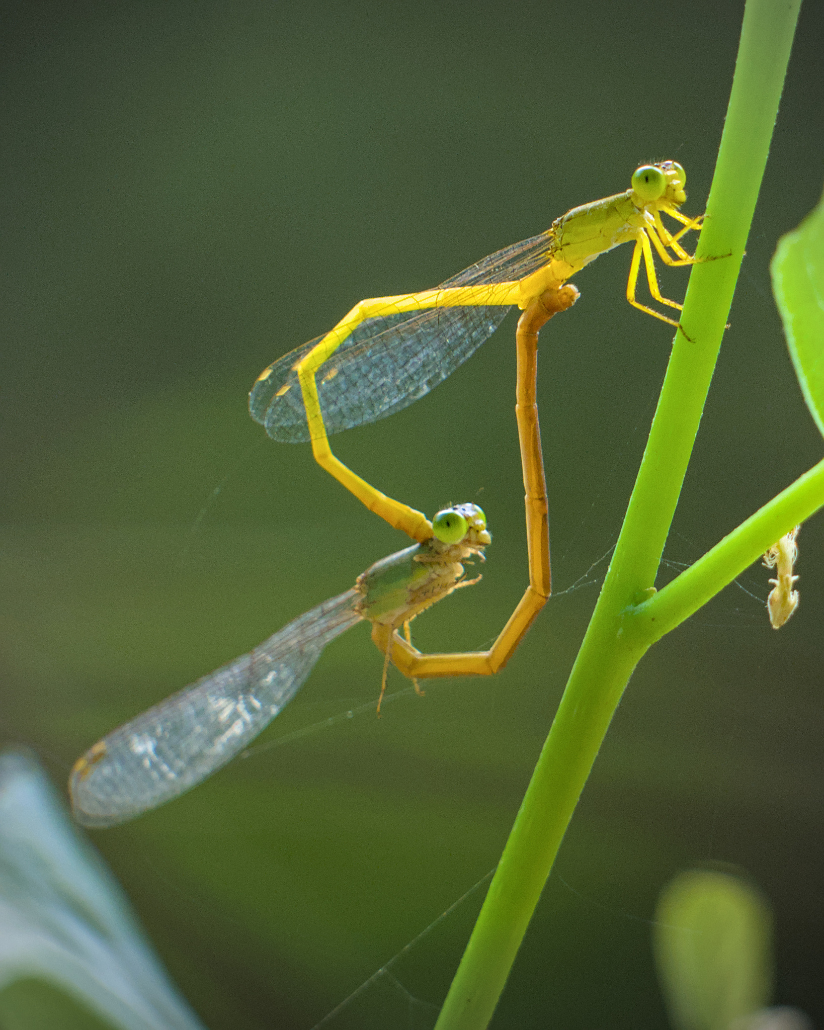 Coromandel Marsh Dart