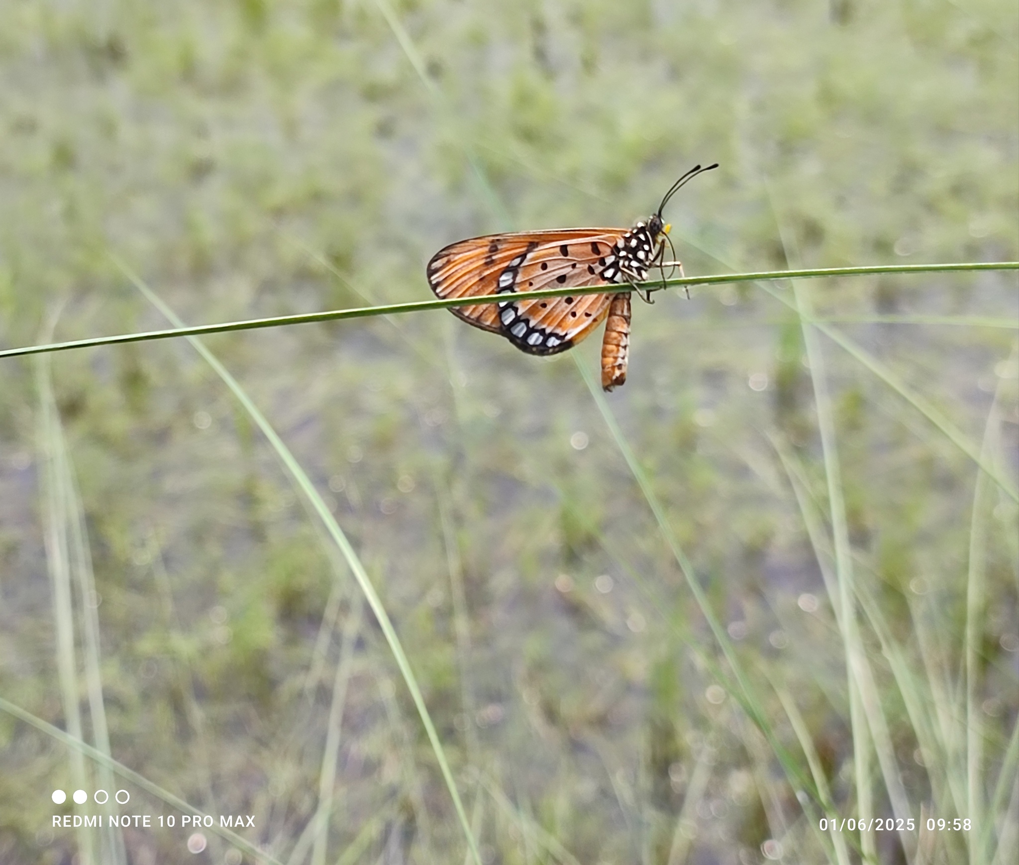 Tawny Coster