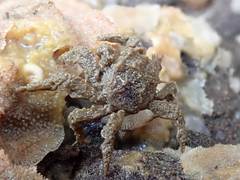 Neohymenicus pubescens