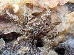 Neohymenicus pubescens