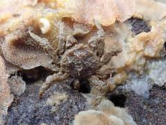 Neohymenicus pubescens