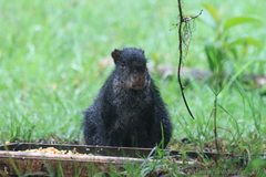 Dasyprocta fuliginosa