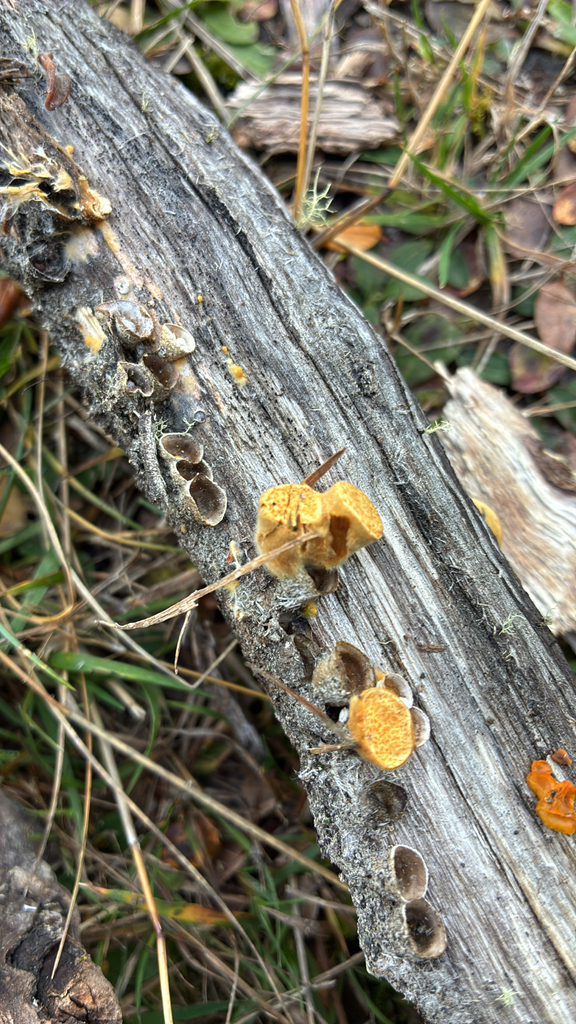 Crucibulum simile · June 2025 · photo: © jennysaito (iNaturalist, cc-by)