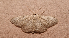 Idaea obsoletaria