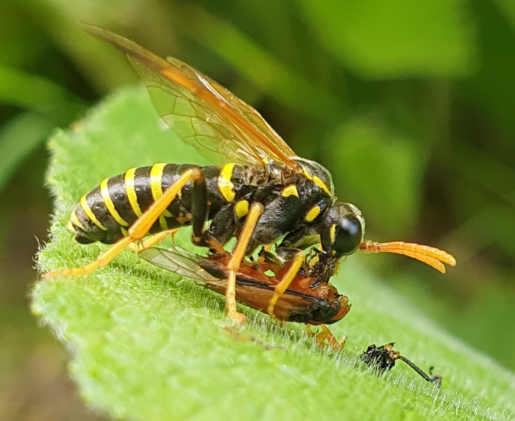 Figwort sawfly, photo 1 of 10