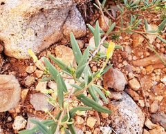 Talinum aurantiacum