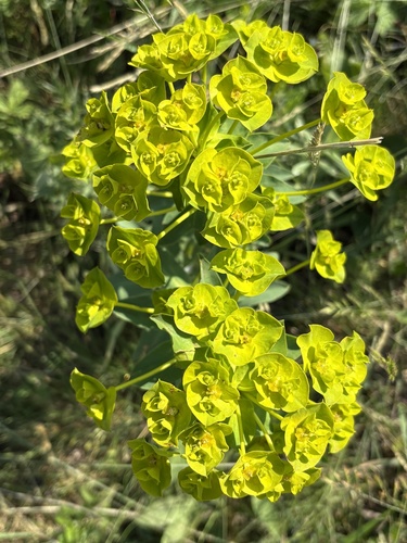 Euphorbia glareosa