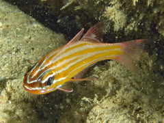 Blue-Lined Cardinalfish photo 2
