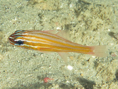 Blue-Lined Cardinalfish photo 5
