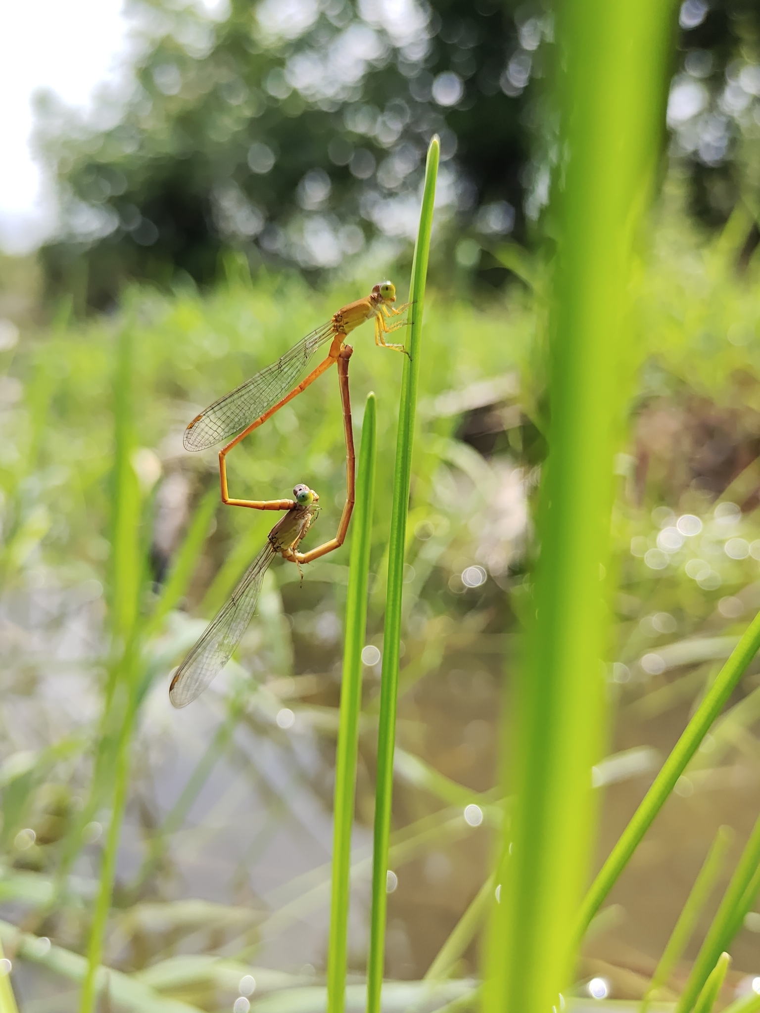 Orange Marsh Dart