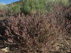 Cordylanthus kingii helleri