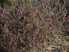 Cordylanthus kingii helleri