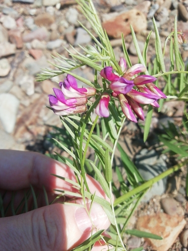 Big-keel vetch (Vicia megalotropis)