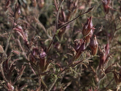 Cordylanthus kingii helleri
