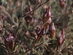 Cordylanthus kingii helleri