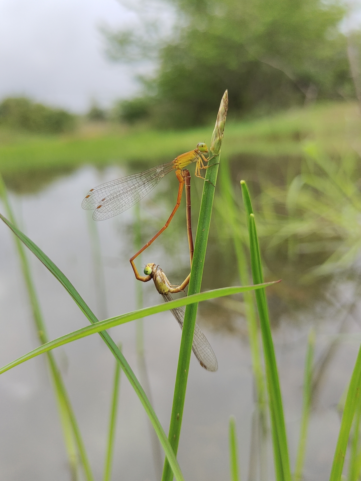 Orange Marsh Dart