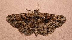 Peribatodes ilicaria