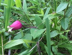 Clematis glaucophylla