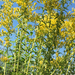 Twist-leaf Goldenrod - Photo (c) grbfrog, some rights reserved (CC BY-NC), uploaded by grbfrog