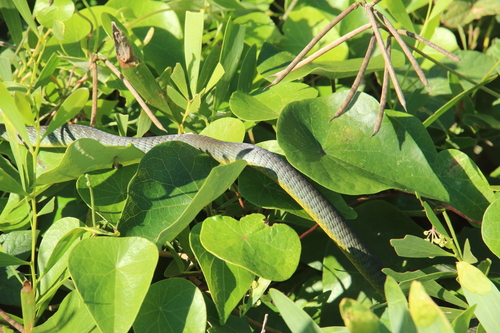 Common Tree Snake sighting