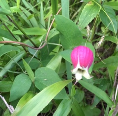 Clematis glaucophylla