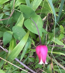 Clematis glaucophylla